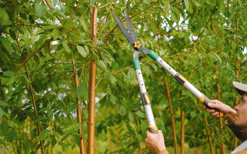 Tree trimming in Chignik, AK